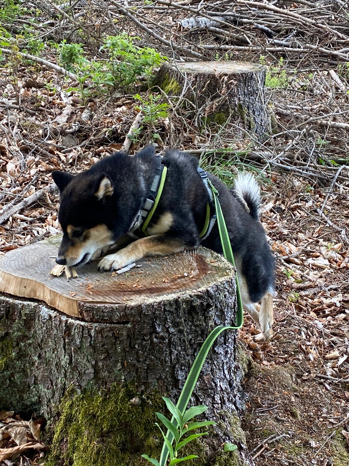 Natur nutzen